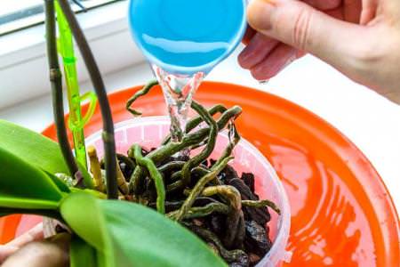 Як поливати орхідею в домашніх умовах