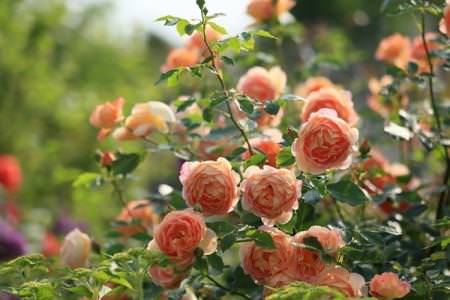 Як правильно і чим підгодувати троянди навесні