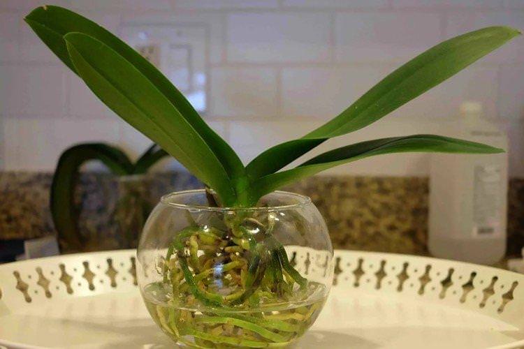 Як часто поливати орхідею в домашніх умовах