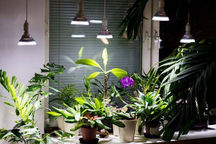 Освітлення - Як доглядати за орхідеєю в домашніх умовах