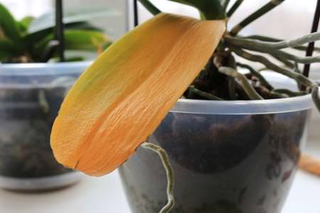 Чому жовтіє листя у орхідеї: що робити?