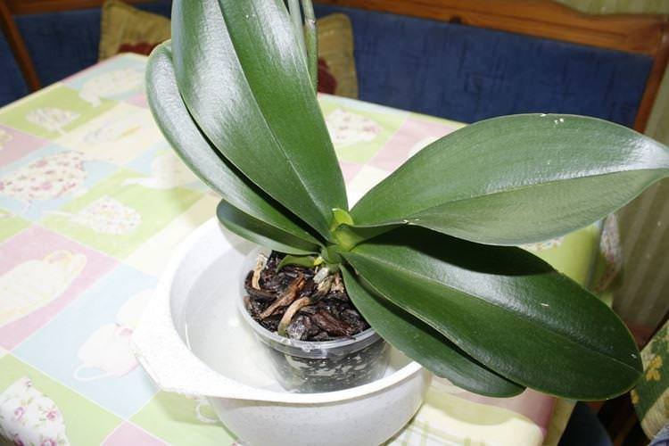 Як правильно поливати орхідею в домашніх умовах