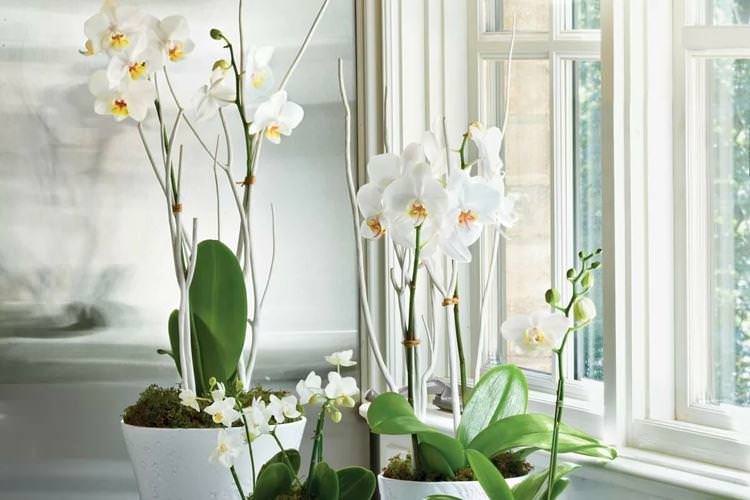 Температура - Як доглядати за орхідеєю в домашніх умовах