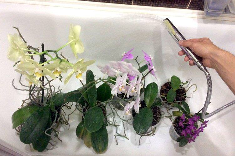 Душ для орхідеї - Як поливати орхідею в домашніх умовах