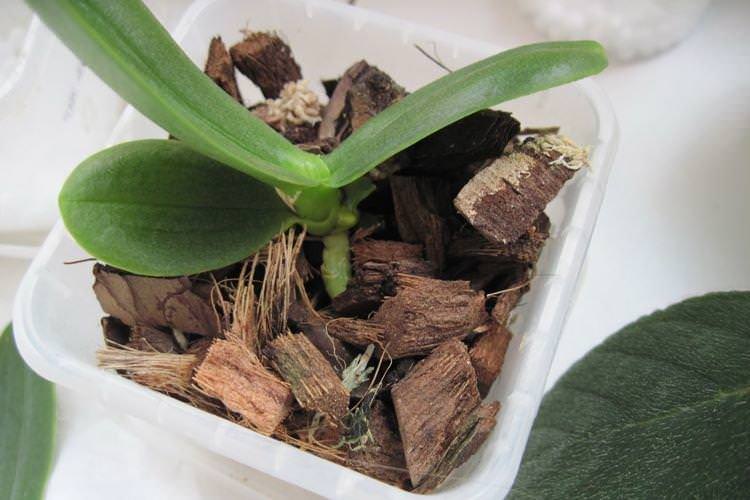 Вимоги до ґрунту - Як пересадити орхідею в домашніх умовах