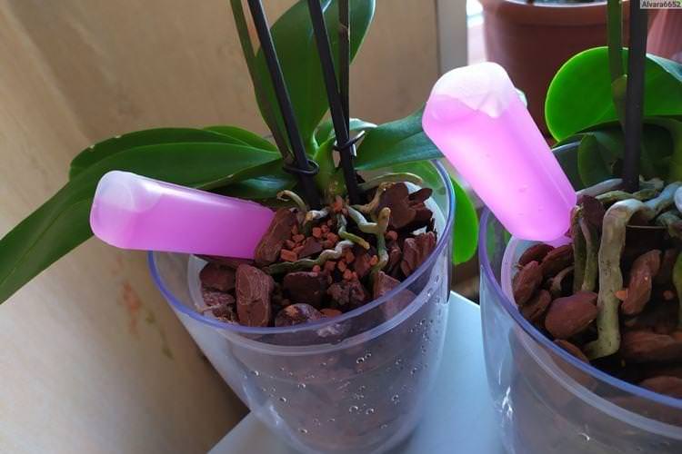 Як поливати орхідею - догляд за орхідеєю в домашніх умовах