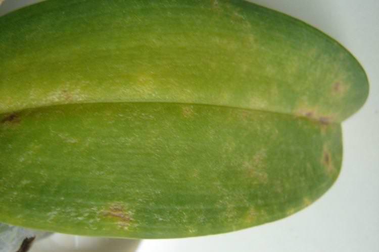 Погана якість води - Чому жовтіє листя у орхідеї що робити