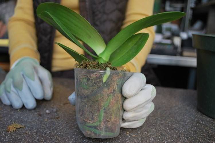 Вибір горщика - Як пересадити орхідею в домашніх умовах