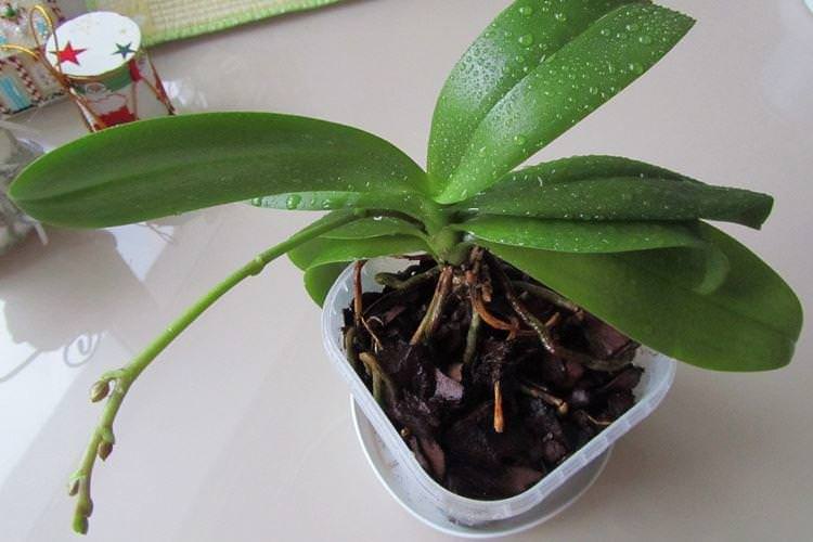 Як поливати орхідею - догляд за орхідеєю в домашніх умовах