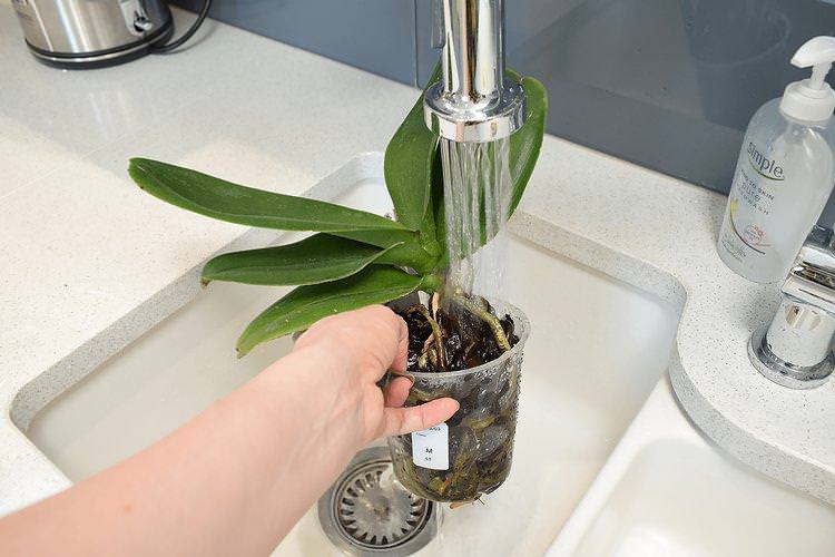 Як поливати орхідею після покупки