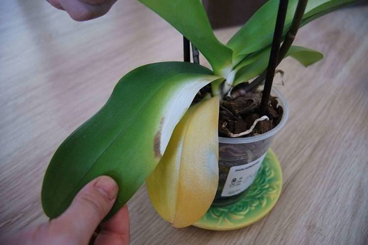 Нестача вологи - Чому жовтіють листя у орхідеї що робити