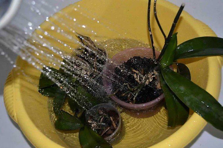 Як поливати орхідею після пересадки