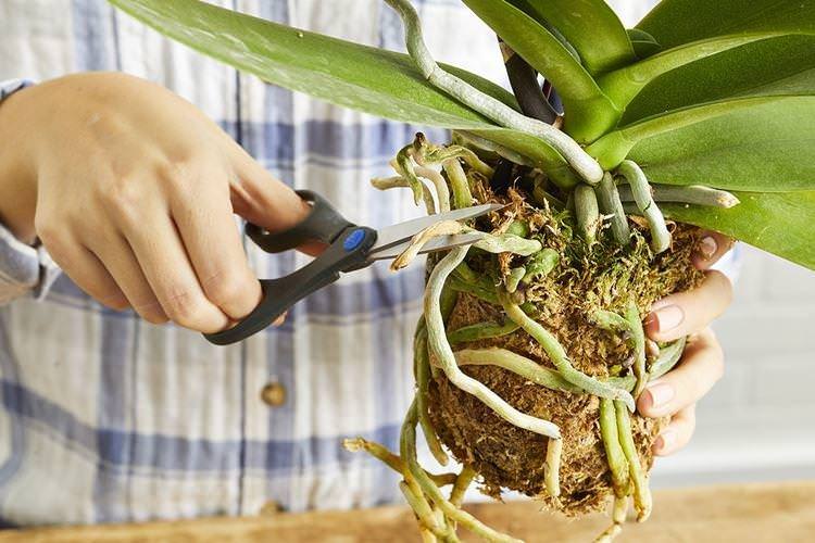 Підготовка кореневої системи - Як пересадити орхідею в домашніх умовах