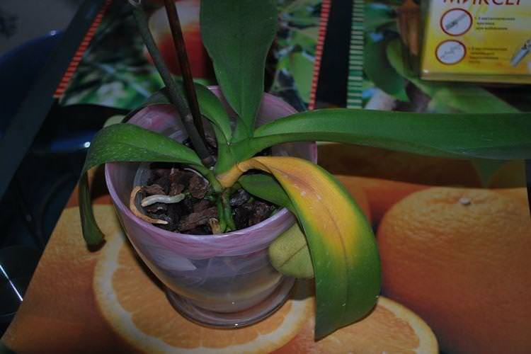 Надлишок добрив - Чому жовтіють листя у орхідеї що робити