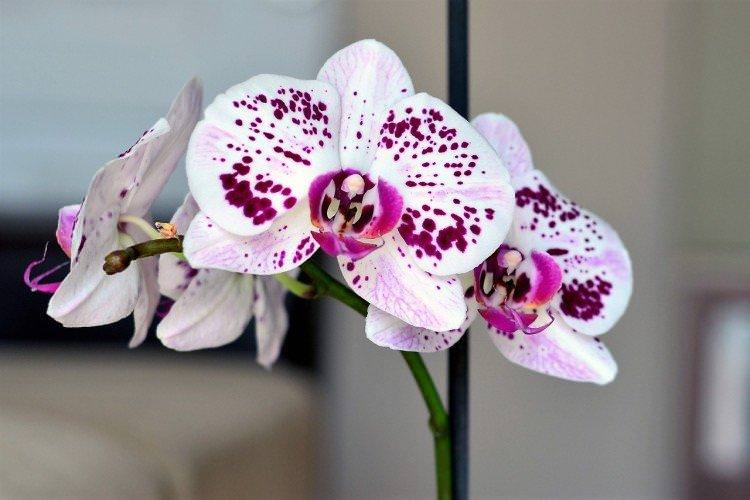 Добрива та підживлення - Як доглядати за орхідеєю в домашніх умовах