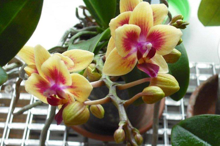 Як поливати орхідею під час цвітіння