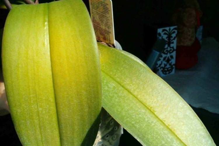 Нестача добрив - Чому жовтіють листя у орхідеї що робити