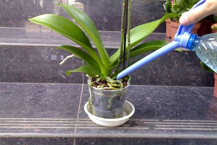 Як поливати орхідею влітку