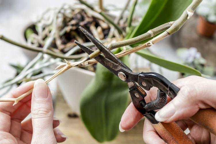 Обрізка - Як доглядати за орхідеєю в домашніх умовах