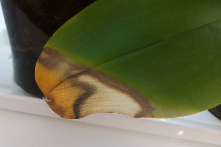 Сухе повітря - Чому жовтіє листя у орхідеї що робити