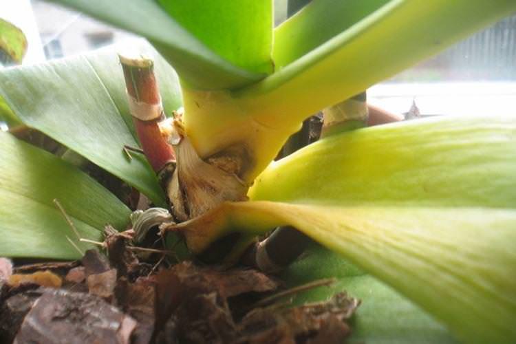 Гниєння коріння - Чому жовтіє листя у орхідеї що робити