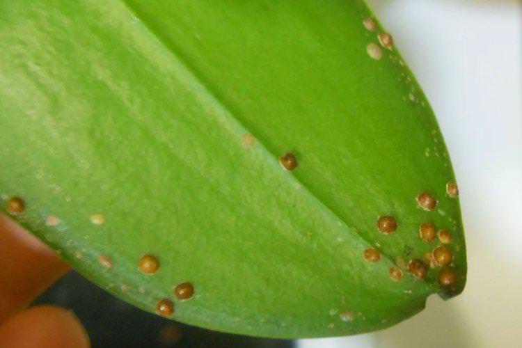Шкідники та паразити - Чому жовтіють листя у орхідеї що робити