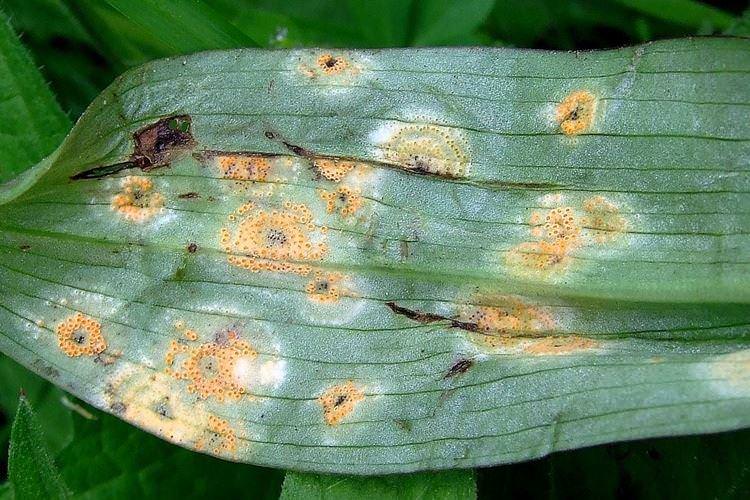 Хвороби та інфекції - Чому жовтіють листя у орхідеї що робити
