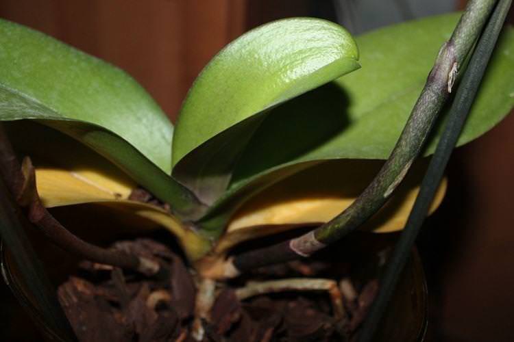 Природні причини - Чому жовтіють листя у орхідеї що робити