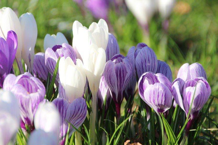 Крокус - Багаторічні квіти для клумби