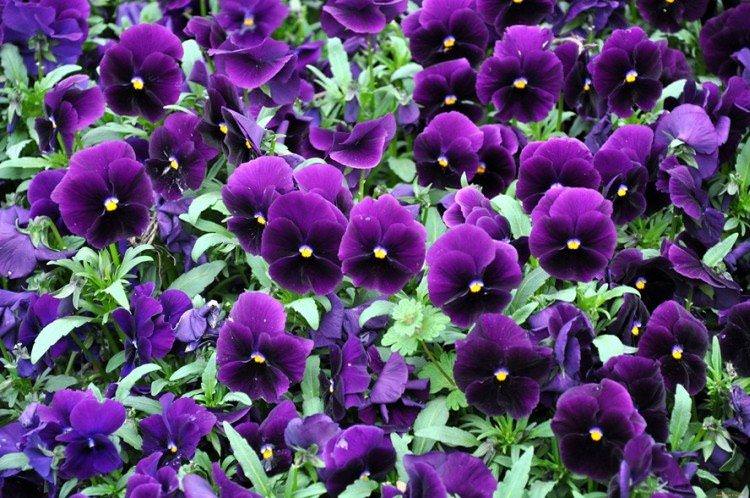Фіалка - Багаторічні квіти для клумби
