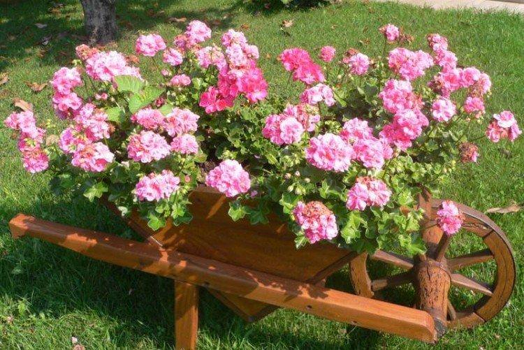 Герань - Багаторічні квіти для клумби