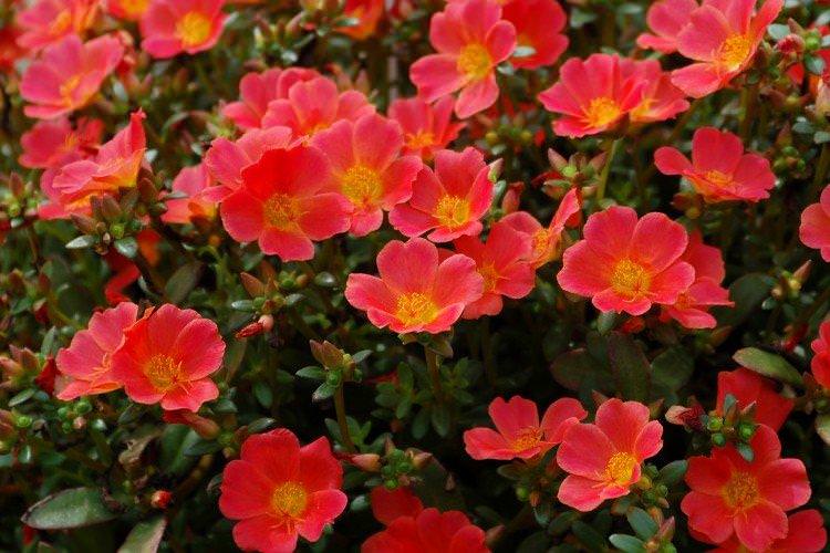 Портулак - Багаторічні квіти для клумби
