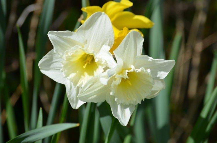 Нарцис - Багаторічні квіти для клумби