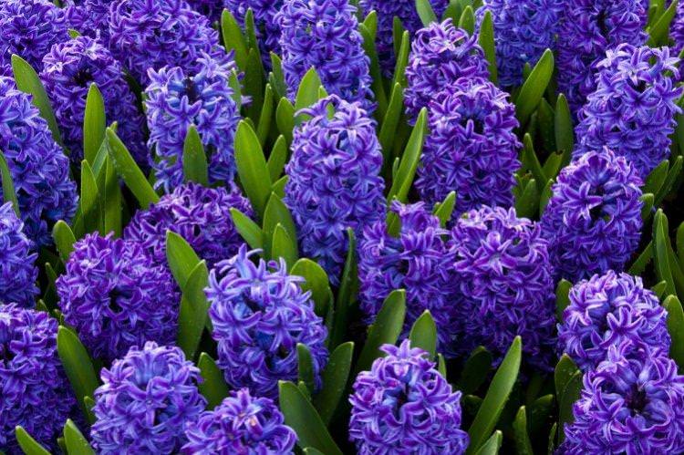 Гіацинт - Багаторічні квіти для клумби