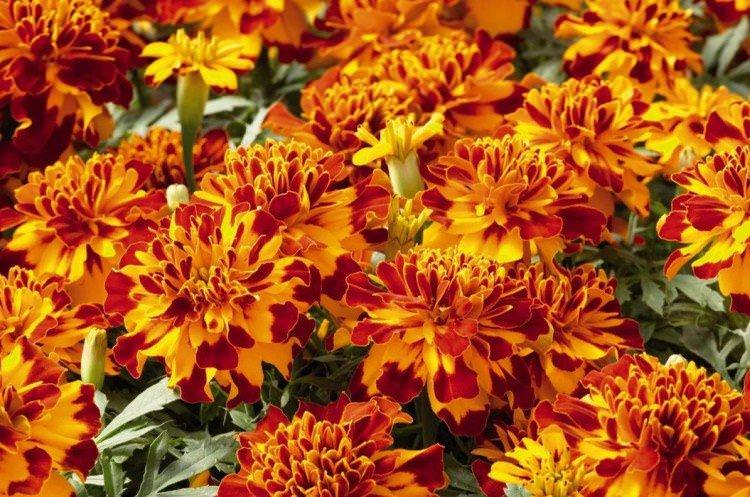 Оксамити - Однорічні квіти для клумби