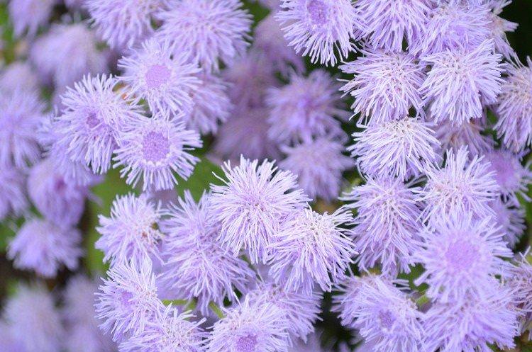 Агератум - Однорічні квіти для клумби