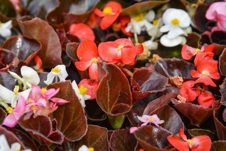 Бегонія - Однорічні квіти для клумби