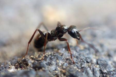 Як позбутися мурах: найкращі народні засоби