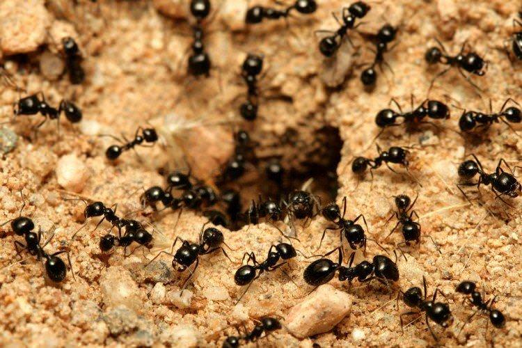 Як позбутися мурах на ділянці - народні засоби