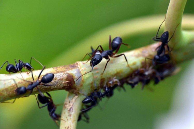 Як позбутися мурах на ділянці - народні засоби