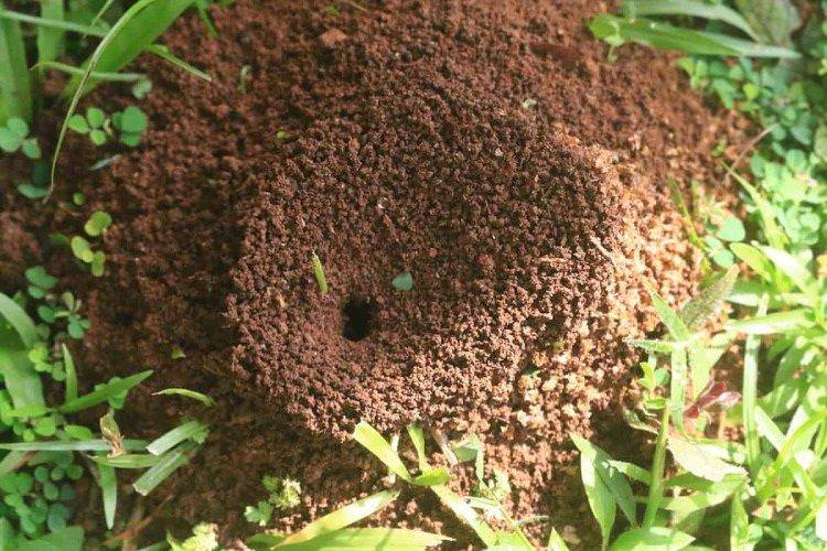 Як позбутися мурах на городі - народні засоби