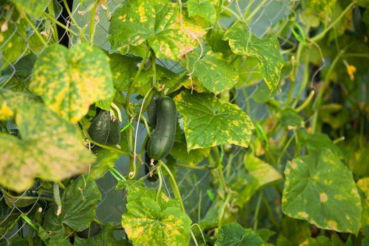 Основні причини - Чому жовтіють та сохнуть листя у огірків