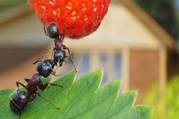 Як позбутися мурах у саду - народні засоби