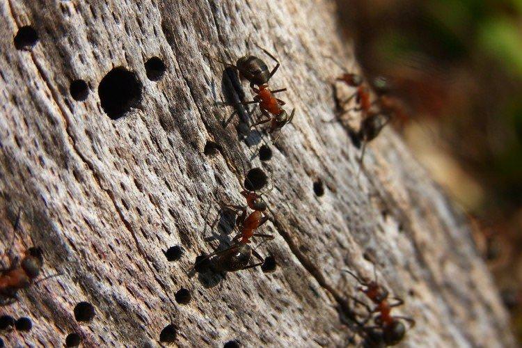 Як прибрати мурах з плодових дерев - народні засоби