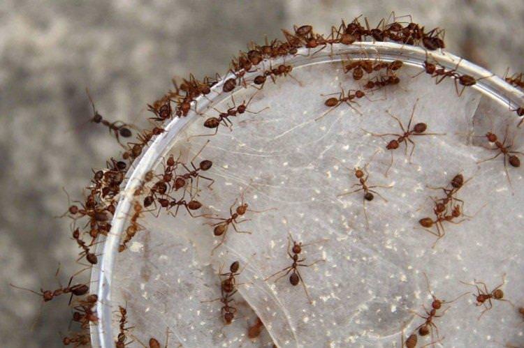 Як позбутися мурах у теплиці - народні засоби