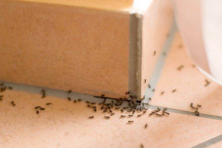 Як позбутися мурах у домі чи квартирі - народні засоби