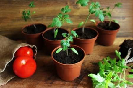 Як правильно і чим підгодувати розсаду помідорів