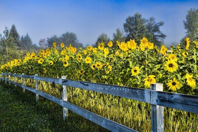 Соняшник - Що посадити вздовж паркану