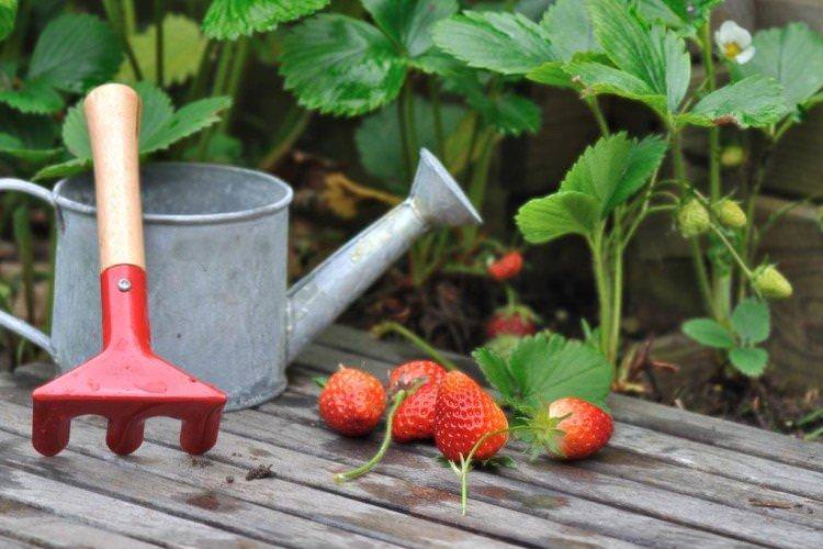 Органічні добрива - Чим підгодувати полуницю