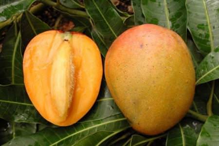 Як виростити манго з кісточки в домашніх умовах
